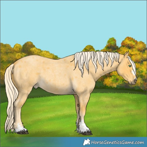 Horse Color:Palomino Roan