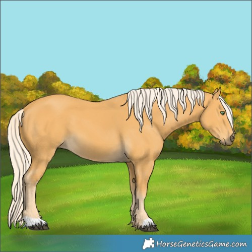 Horse Color:Palomino