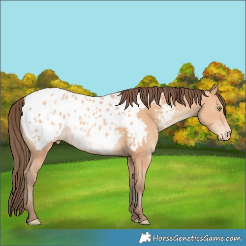 Horse Color:Amber Champagne Near Leopard 