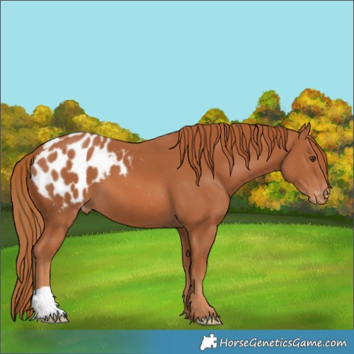 Horse Color:Chestnut Blanket 