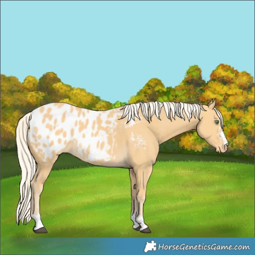 Horse Color:Palomino Blanket