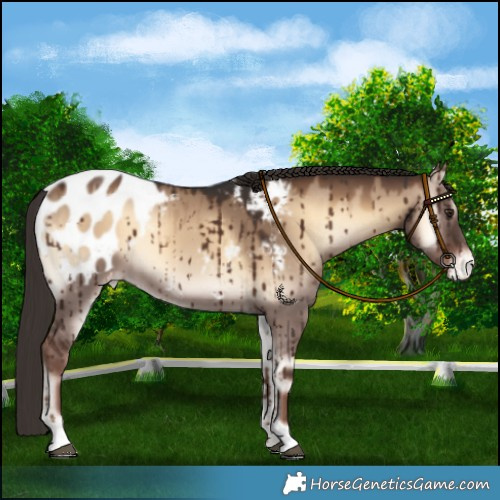 Horse Color:Liver Red Dun Onyx Blanket Brindle 
