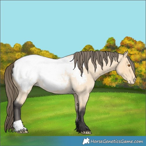 Horse Color:Buckskin Roan Near Fewspot