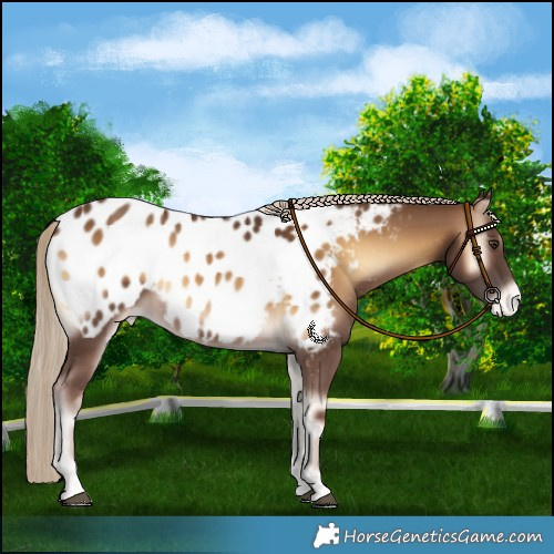 Horse Color:Chocolate Palomino Onyx Blanket 