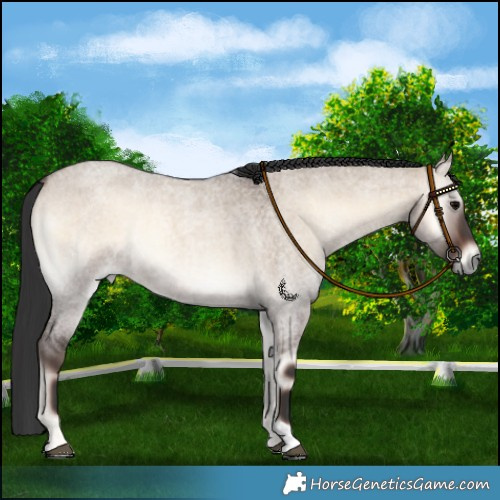 Horse Color:Brown Roan Onyx