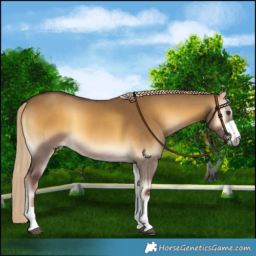 Horse Color:Chocolate Palomino Onyx 
