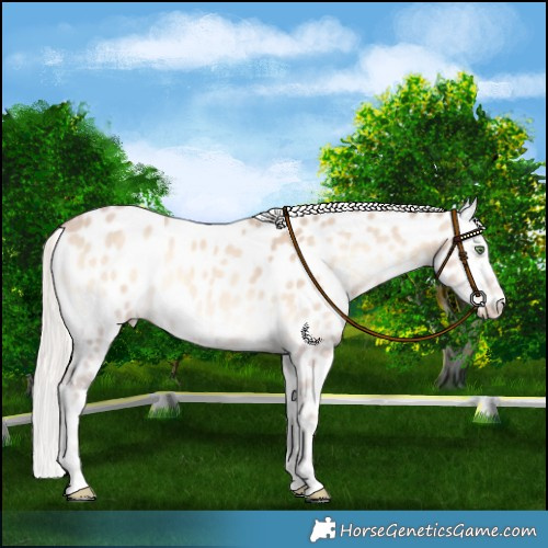 Horse Color:Cremello Onyx Leopard Rabicano 