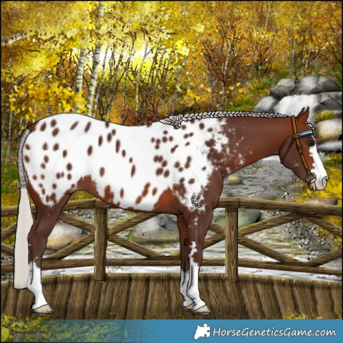 Horse Color:Silver Brown Near Leopard 