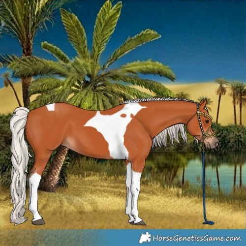Horse Color:Silver Bay Tobiano 