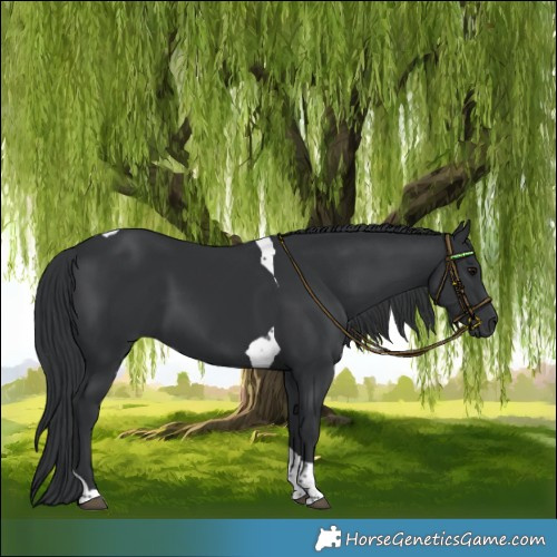 Horse Color:Black Tobiano