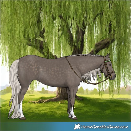 Horse Color:Silver Black Tobiano 
