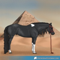 Horse Color:Black Tobiano Rabicano 