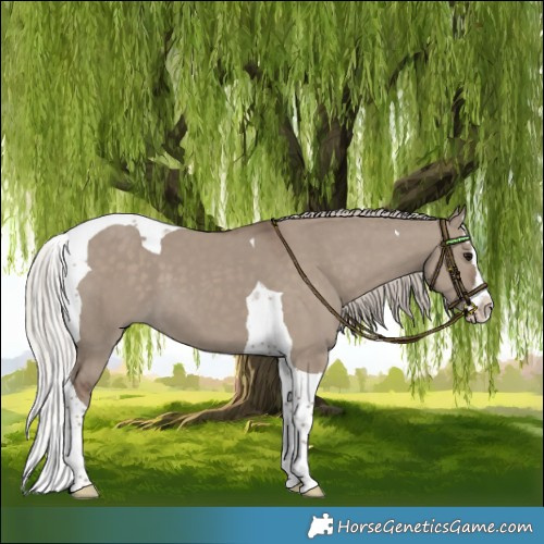 Horse Color:Silver Grullo Splash Tobiano