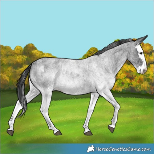 Horse Color:White Spotted Blue Roan Rabicano and White Spotted Blue Roan Splash Rabicano