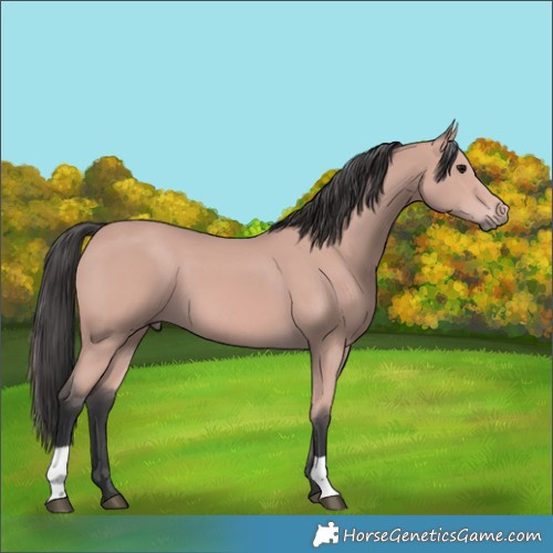 Horse Color:Platinum Bay 