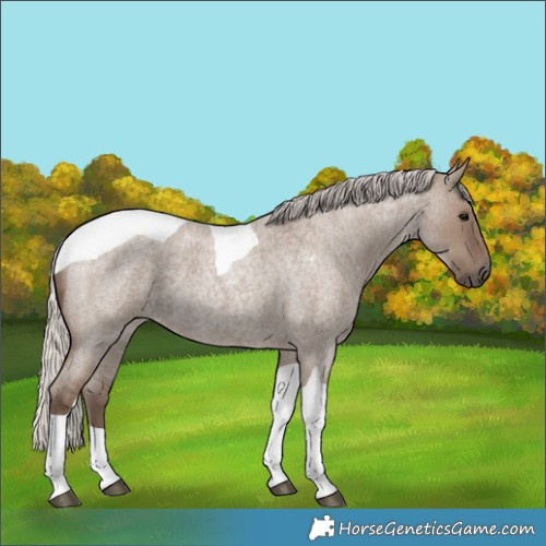 Horse Color:Silver Grullo Roan Tobiano