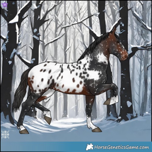 Horse Color:Brown Appaloosa