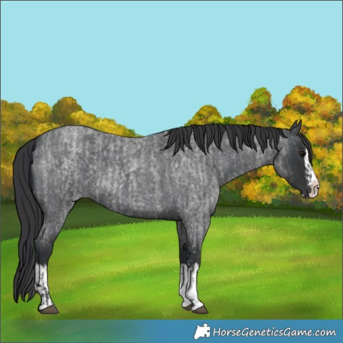 Horse Color:Blue Roan Sabino Splash  and Blue Roan Sabino Splash 