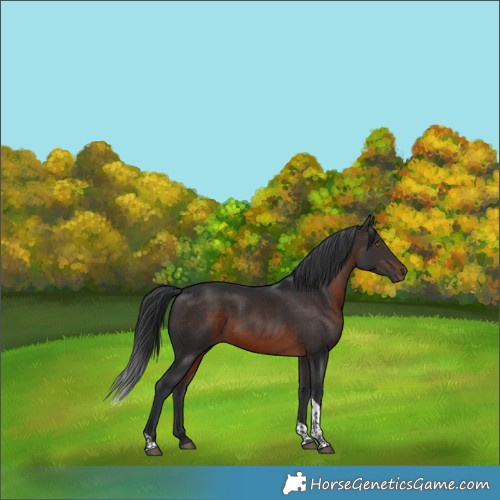 Horse Color:Brown Tobiano