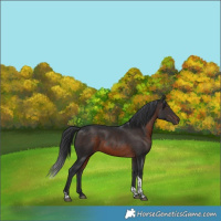 Horse Color:Brown Tobiano 