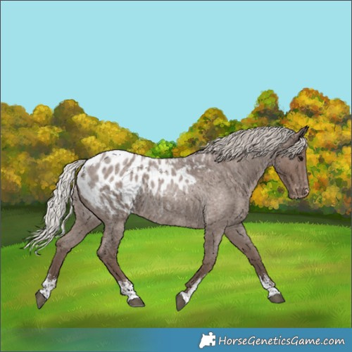 Horse Color:Silver Blue Roan Sabino Blanket 
