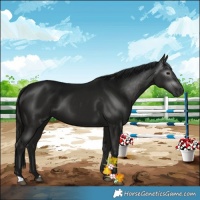 Horse Color:Gray Black 