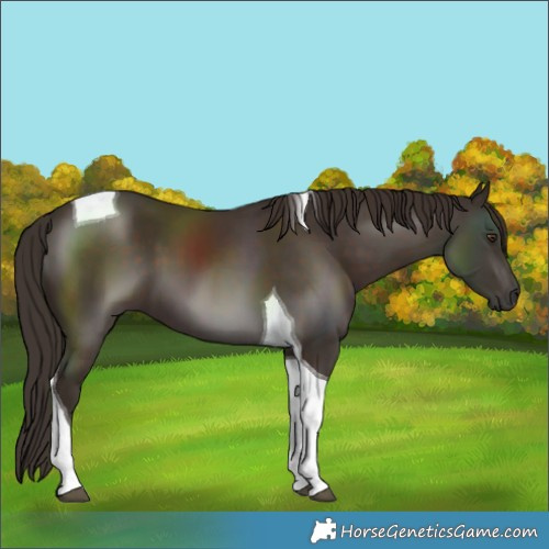 Horse Color:Liver Chestnut Tobiano 