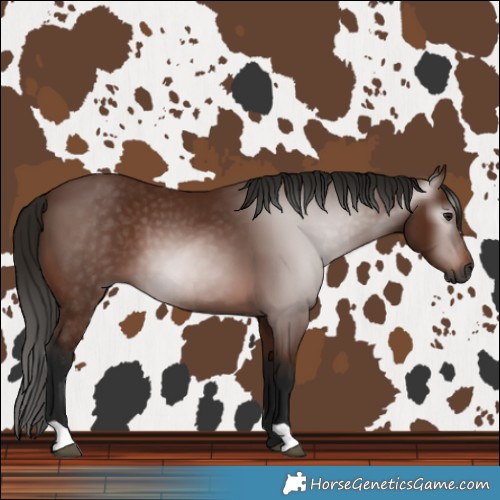 Horse Color:Gray Bay