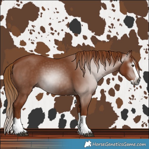 Horse Color:Gray Chestnut Splash 