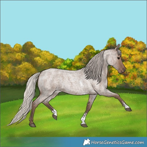 Horse Color:Silver Blue Roan Sabino