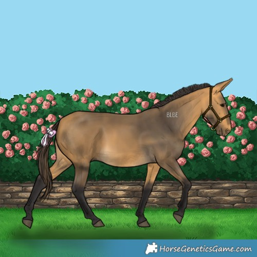 Horse Color:Buckskin
