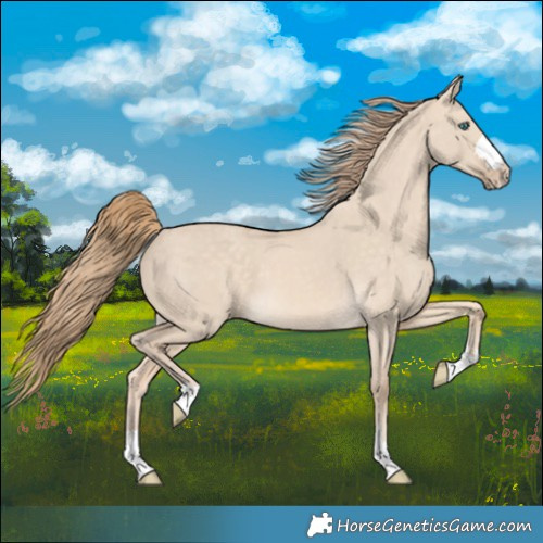 Horse Color:Perlino Dun