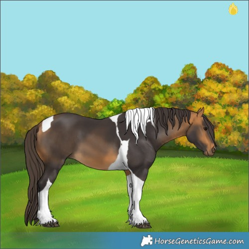 Horse Color:Buckskin Tobiano 