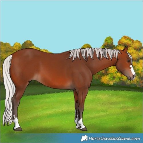 Horse Color:Unknown 