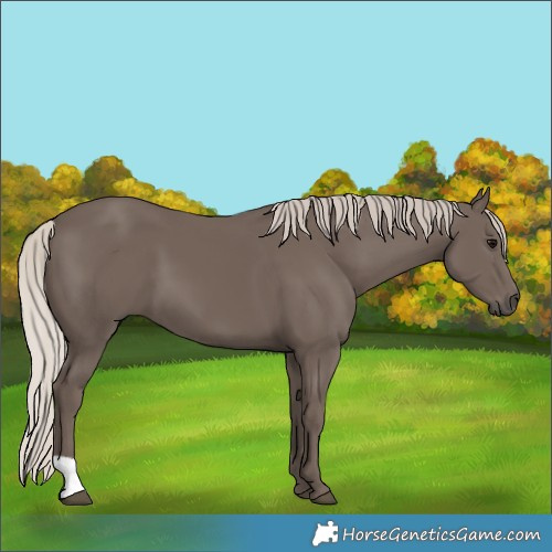 Horse Color:Silver Black 