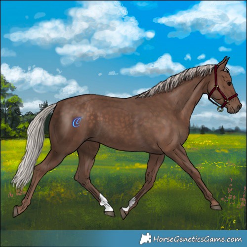 Horse Color:Silver Black
