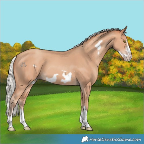 Horse Color:Silver Amber Champagne Frame
