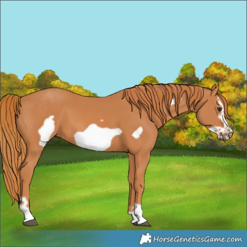 Horse Color:Chestnut Frame 