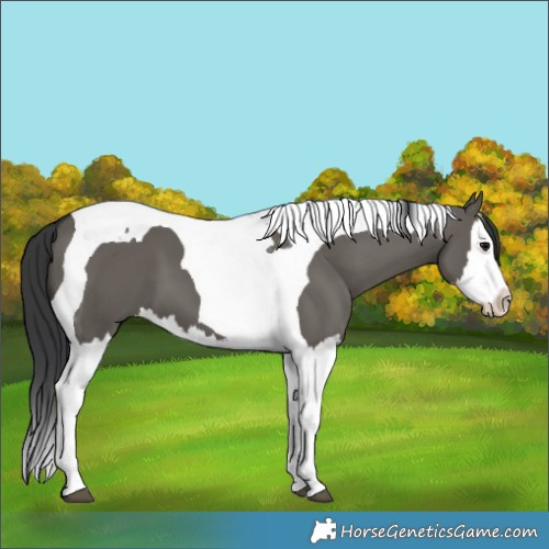 Horse Color:Grullo Splash Tobiano