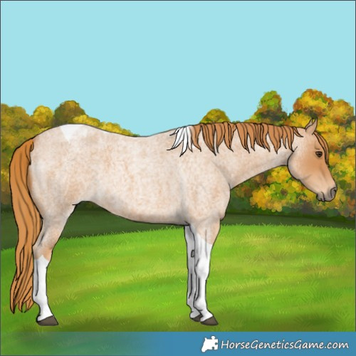 Horse Color:Red Roan Tobiano