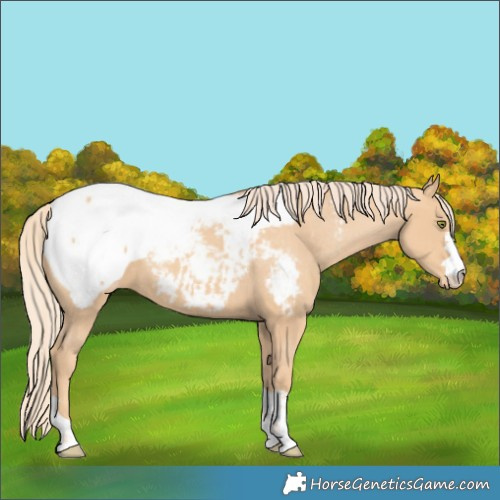 Horse Color:Gold Champagne Near Fewspot 