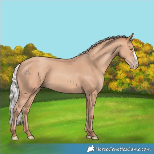 Horse Color:Silver Amber Champagne Frame