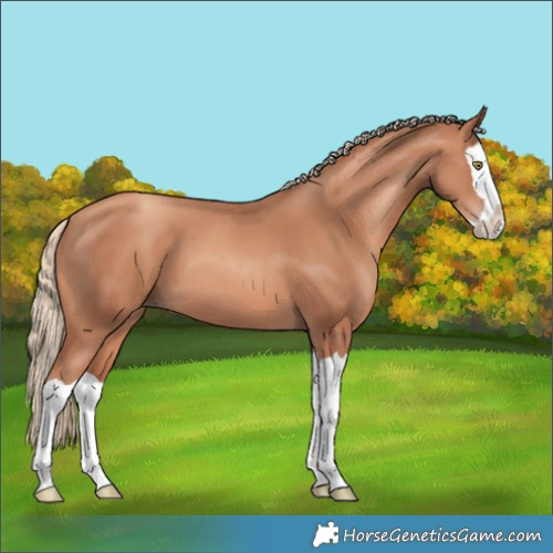 Horse Color:Gold Champagne Splash