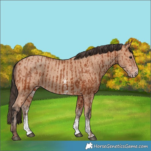 Horse Color:Bay Sabino Rabicano and Amber Champagne Sabino Rabicano