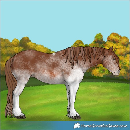 Horse Color:White Spotted Chestnut 
