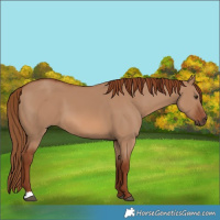 Horse Color:Red Dun