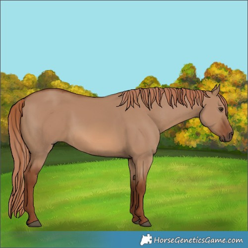 Horse Color:Red Dun