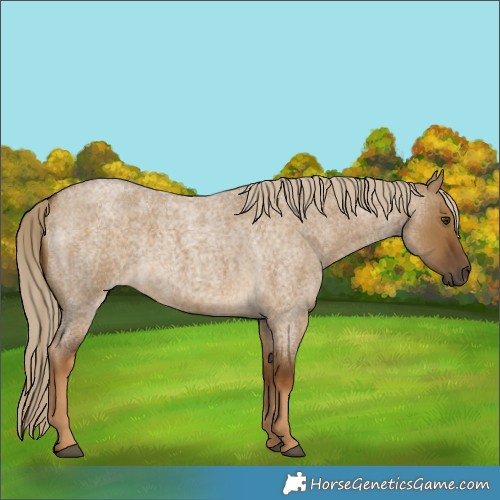 Horse Color:Chocolate Palomino Roan Dun 