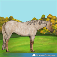 Horse Color:Chocolate Palomino Roan Dun