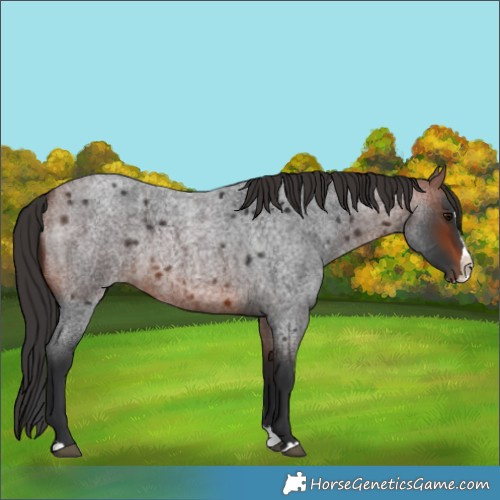 Horse Color:Bay Roan Splash 